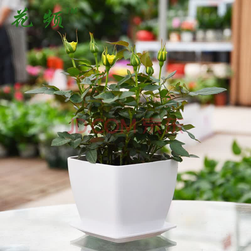 盆栽植物,绿色室内植物,祝福节日生日礼品花卉 浅黄色玫瑰花方盆
