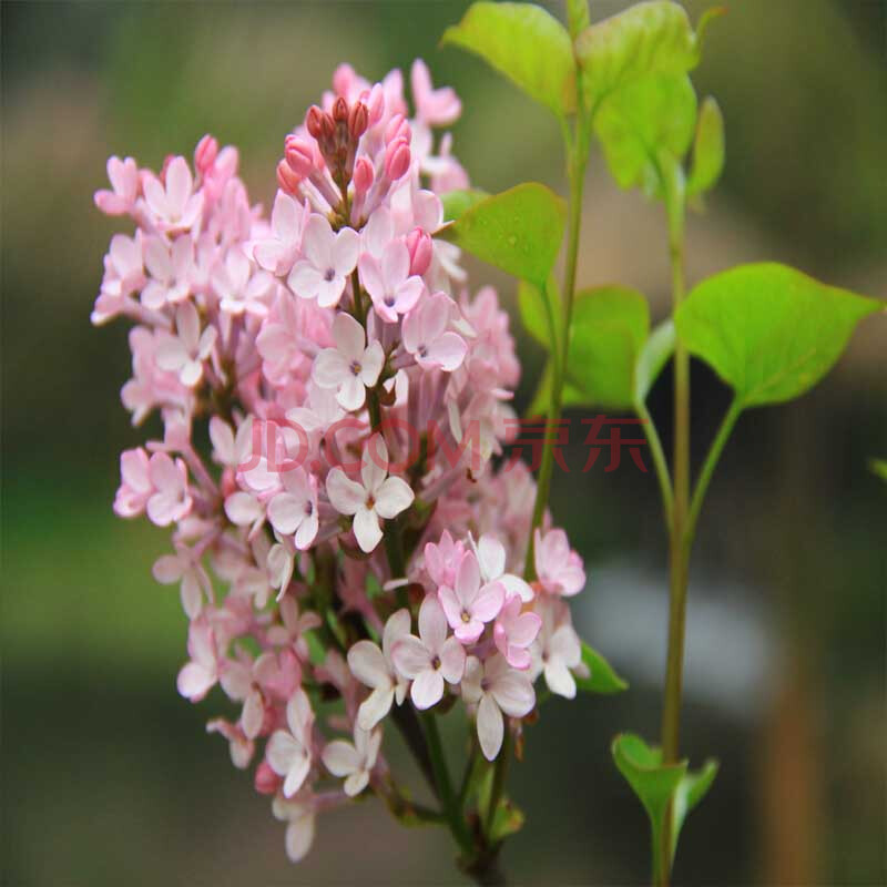 香花苗庭院/盆栽可開花植物丁香花樹苗濃香花卉香飄十里 丁香苗 紅色