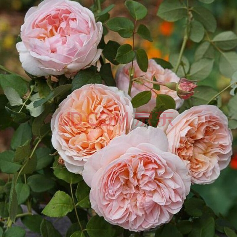 经典植物大花灌木庭院四季开花绿植盆栽花卉月季玫瑰花苗 伊芙琳 小苗