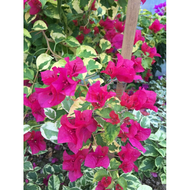 三角梅---香港丽人