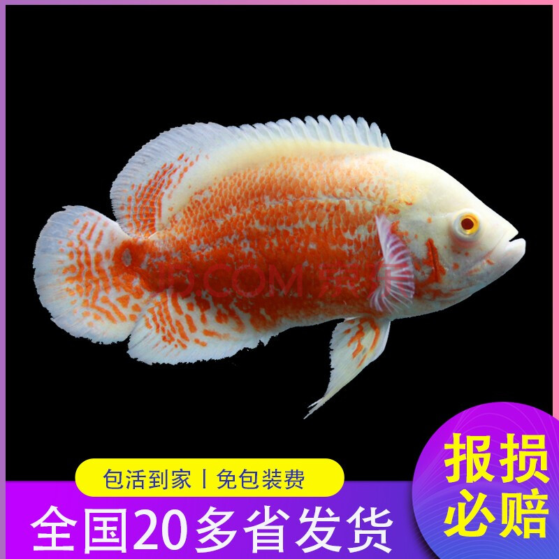 金龍魚發財魚招財銀龍魚黑白地圖皇冠三間藍鯊大型魚混養髮財魚包活