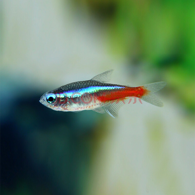 红绿灯鱼活体淡水草缸小型群游热带观赏灯科鱼霓虹红莲彩灯鱼水族箱
