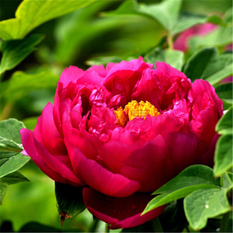 四季播牡丹花种子盆栽种子易种多年生春季花卉观花种子 紫重楼 100克