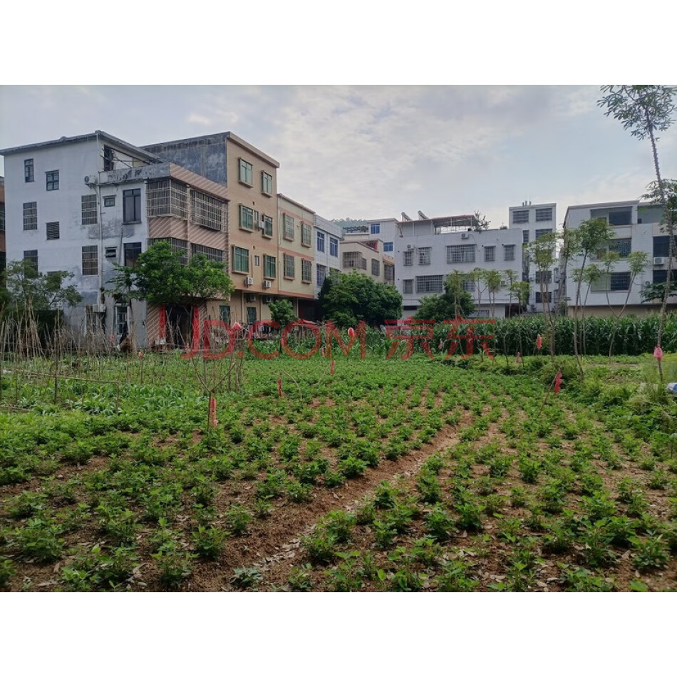云浮市云安区（云安县）六都镇港口新城区的一宗土地使用权