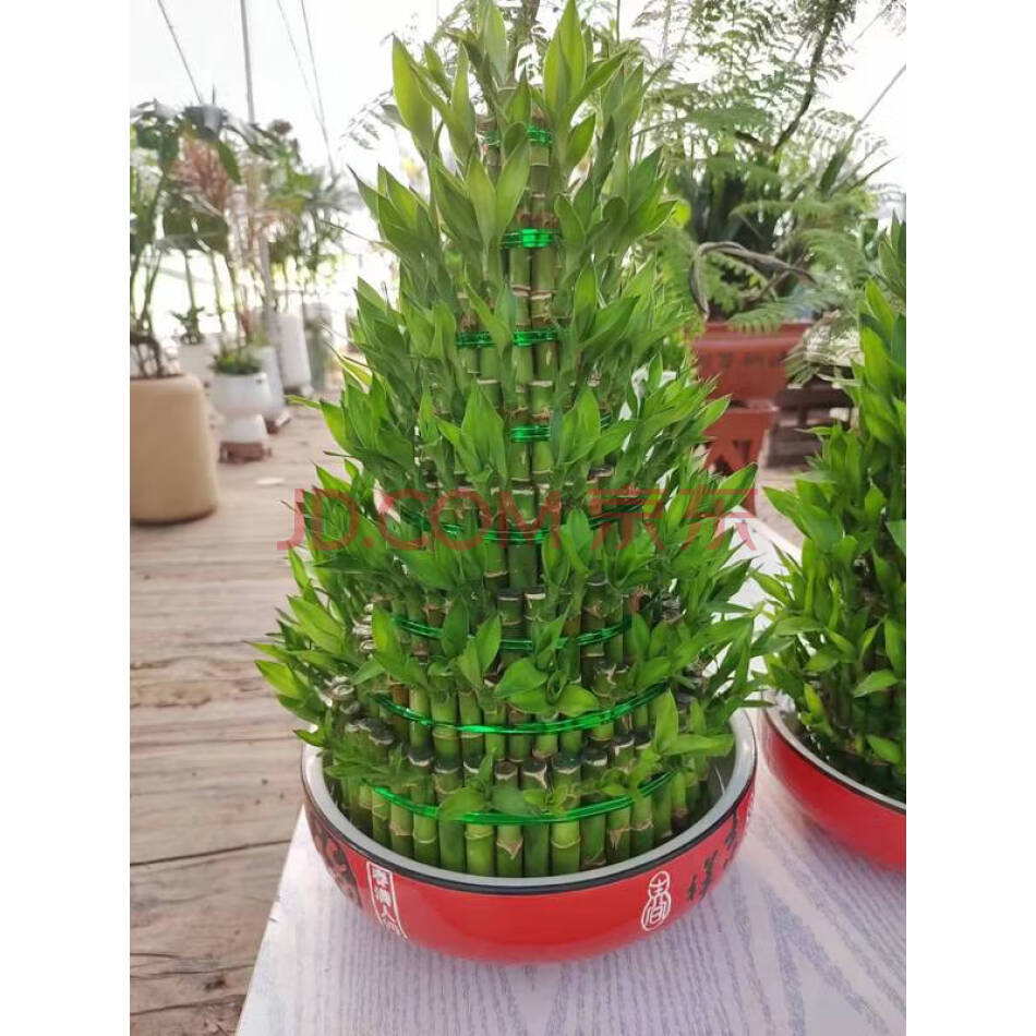 富贵节节高一盆