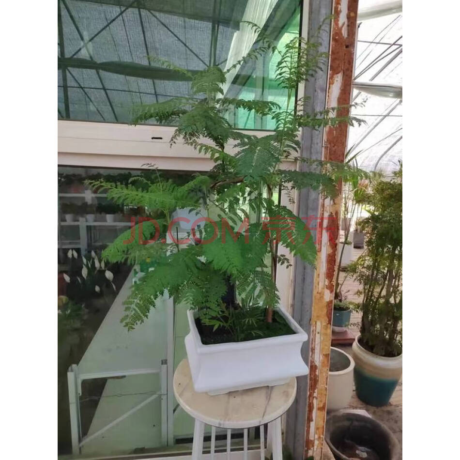 富贵蕨一盆