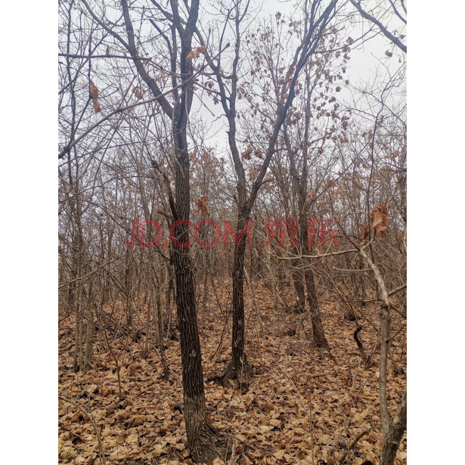 盖州市梁屯镇杨村2林班五处林权