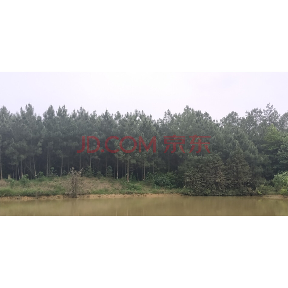 江西东伟实业有限公司所有的位于江西省抚州市临川区河埠乡森林资源