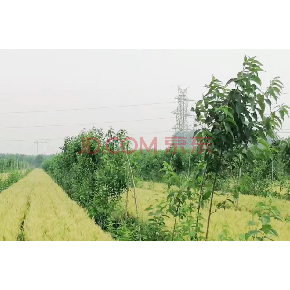 JQAY027 安阳市高庄镇杜仲地块土地使用权三年及地面树木所有权（面积：9990平方