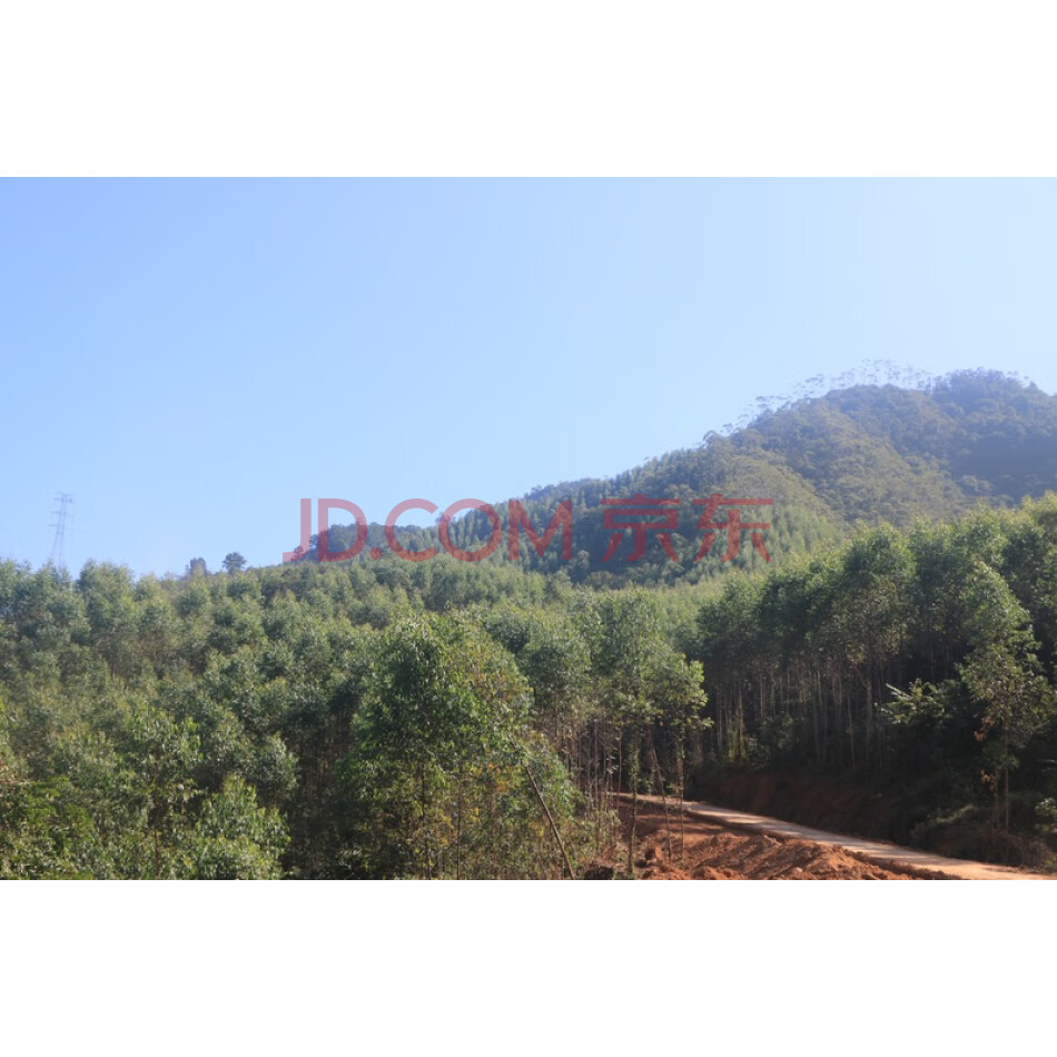 惠东县新庵镇（新庵镇为现白盆珠镇）坑屯村林地使用权及地上林木资产所有权