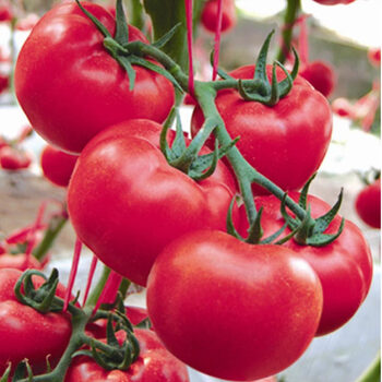 蔬菜种子 番茄西红柿种子 粉太郎番茄(2包装) 家庭盆栽蔬菜种植 国外