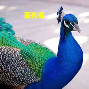 达泽侠爱潮鸟孔雀幼苗活体红蓝花孔雀公母一对脱温活物幼鸟家养幼苗包