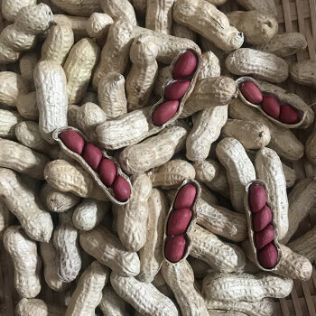 虎钢馋红皮花生带壳生的新晒干货鲜农家小红色花生5斤散装*** 带壳