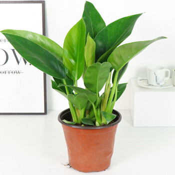 金钻盆栽蔓绿绒红钻大叶花卉植物四季常青办公室客厅桌面盆景绿植