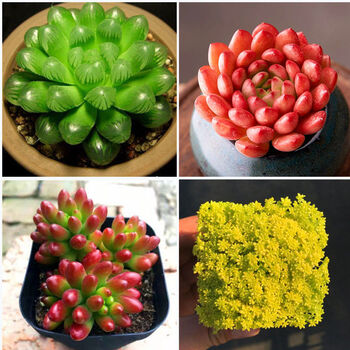 奴风水晶玉露草玉露多肉植物十二卷属玉露寿新手组合套装花卉绿植盆栽水晶玉露 红宝石 虹之玉 黄金草 图片价格品牌报价 京东