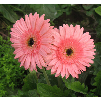 非洲菊花苗扶郎花多年生重瓣切花型花期长盆栽地栽植物72穴小苗粉红色