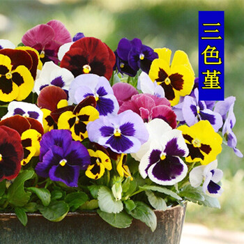 芗苒秋冬季耐寒花卉种子三色堇室外矮生花种子四季种易活猫脸花庭院阳台盆栽猫儿脸花籽蝴蝶花混色角堇三色堇种子 约500粒 1克 图片价格品牌报价 京东