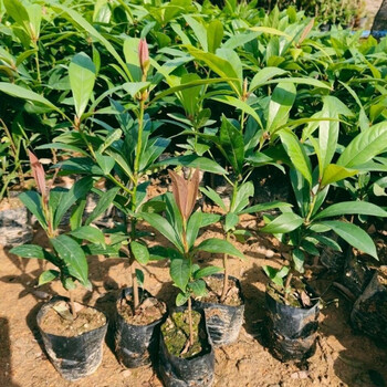 金丝楠木树苗 南北地区抗寒树木 30-40厘米【3棵】【图片 价格 品牌