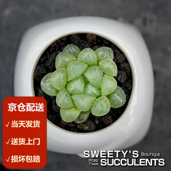 多肉植物樱水晶图片- 京东