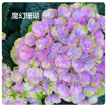 绣球魔幻珊瑚型号规格- 京东