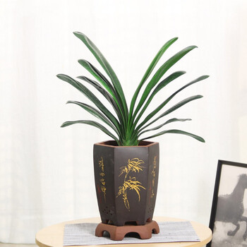 两小时达 玫瑰茉莉j君子兰飘香藤长寿花月季盆栽室内花卉观叶植物办公室桌面盆栽君子兰 紫砂盆随机 图片价格品牌报价 京东