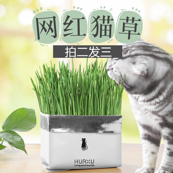 猫草土壤种植套装已种好种子猫薄荷盆栽种籽化毛膏去毛球猫零食小麦草6个月以上 图片价格品牌报价 京东