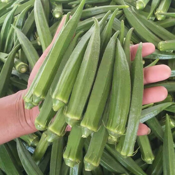 蔬莱疏蔬菜菜子家庭种植四季阳台盆栽大田菜籽种孑菜仔 黄秋葵苗20棵