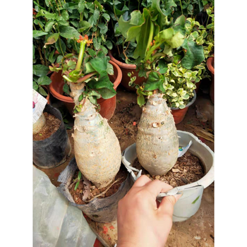 佛肚海棠 大肚海棠植物,佛肚海棠花盆栽四季开花好养植物7-10公分肚子