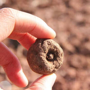 山头林村魔芋种子云南新鲜魔芋种子高产一二代磨芋种子高出芽脱水魔芋