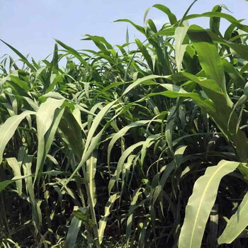 语安甜高粱种籽大力士饲用甜高粱荷兰进口牛羊鱼水产青牧 【海牛