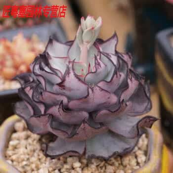 缀化多肉品牌及商品- 京东