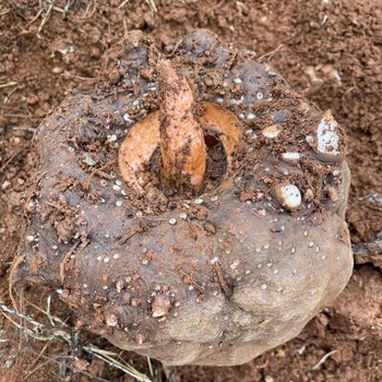魔芋新鲜现挖当季鲜魔芋豆腐原料生魔芋批发蘑芋新鲜芋头魔芋 10斤鲜