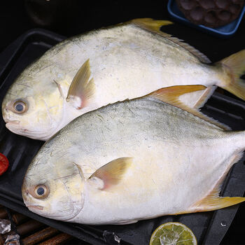 官井一号 新鲜金鲳鱼金昌鱼 海鲜大鲳鱼平鱼生鲜海产品 2条装【鱼肉