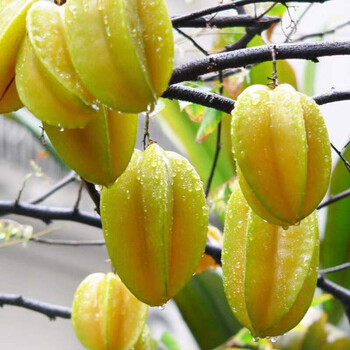 福建漳州甜杨桃农家水果热带应季水果云霄下河杨桃新鲜当季弭黎5斤装