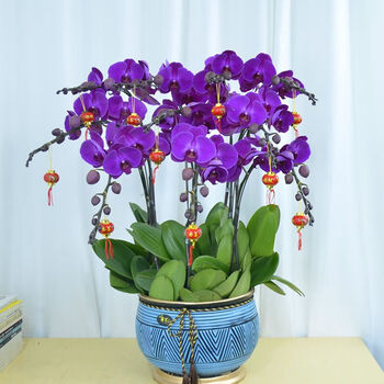 mdug蝴蝶兰盆栽带花剑带花苞花苗兰花大苗客厅室内植物花卉四季好养活