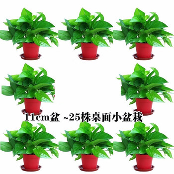 乾林轩绿萝小盆栽大绿箩室内花卉植物吊兰水培观花绿植绿罗 8盆 110 红盆 25株 盆 带盆 图片价格品牌报价 京东