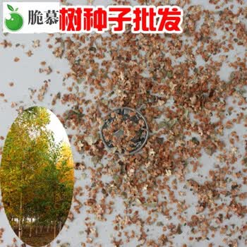 绿化树木种子白桦树种子白桦种子粉桦桦皮树种籽种子白桦试种装克 图片价格品牌报价 京东 绿化树木种子白桦树种子白桦种子粉桦桦皮树种籽种子白桦试种装克 图片价格品牌报价 京东