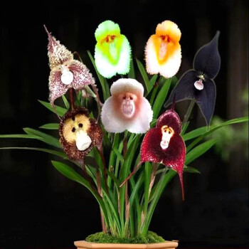 猴面球根花卉养殖图片