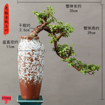 SALE／37%OFF】 小品盆栽一位 植物/観葉植物 - kavarnazatisi.cz