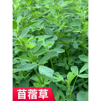 紫花苜蓿草干草牧草荷兰猪兔子龙猫粮食饲料幼兔兔粮苜宿草粮 图片价格品牌报价 京东