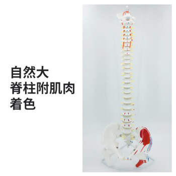 脊柱模型（頸椎-胸椎-腰椎-骨盤-大腿骨）-