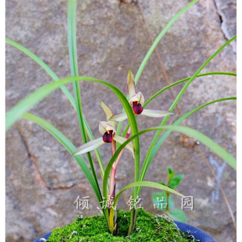 兰花春兰红素价格报价行情- 京东