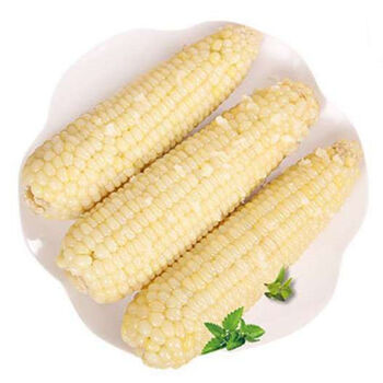 盛世三诚 单棒300g速冻白糯玉米东北糯玉米玉米棒白黏玉米粗粮代餐