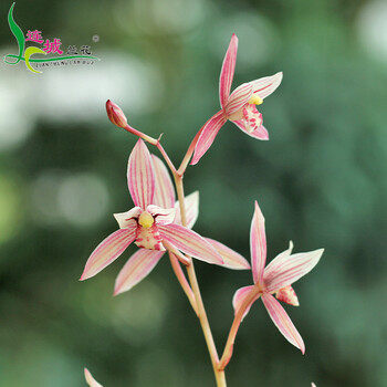 建兰带花苞名贵品种系列一品梅净化办公室内好养绿植盆栽市长红2苗裸