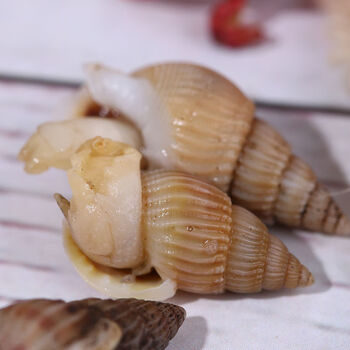 精选】鲜活速冻海瓜子海螺丝新鲜钉螺大红枣螺冷冻海锥小海螺 小海锥