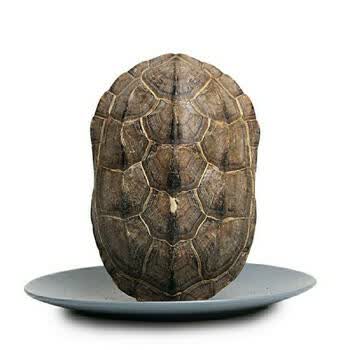 龟甲乌龟壳醋制龟甲酒炙正宗天然煲汤泡酒龟胶中药材可打粉 龟壳0.