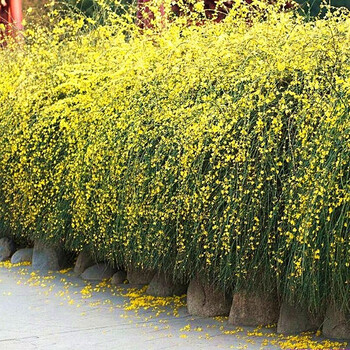 攀援花卉-迎春苗-初春使者-瀑布般的迎春花苗 可盆栽植物迎春花 迎春