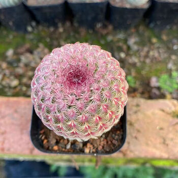 多头仙人球盆栽金丝猴群生金冠红太阳仙人球室内室外组合 红太阳高5cm