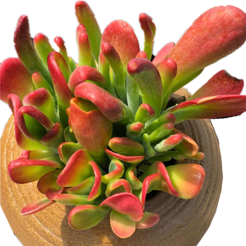 桃蛋多肉老桩缀化火狐狸肉肉植物群生老庄多头稀有肉嘟嘟超大肉肉