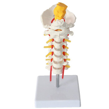 海医HeyModel人体颈椎模型寰枢关节环枢椎体椎动脉人体骨骼模型脊椎模型颈椎正骨小针刀手法推拿模型